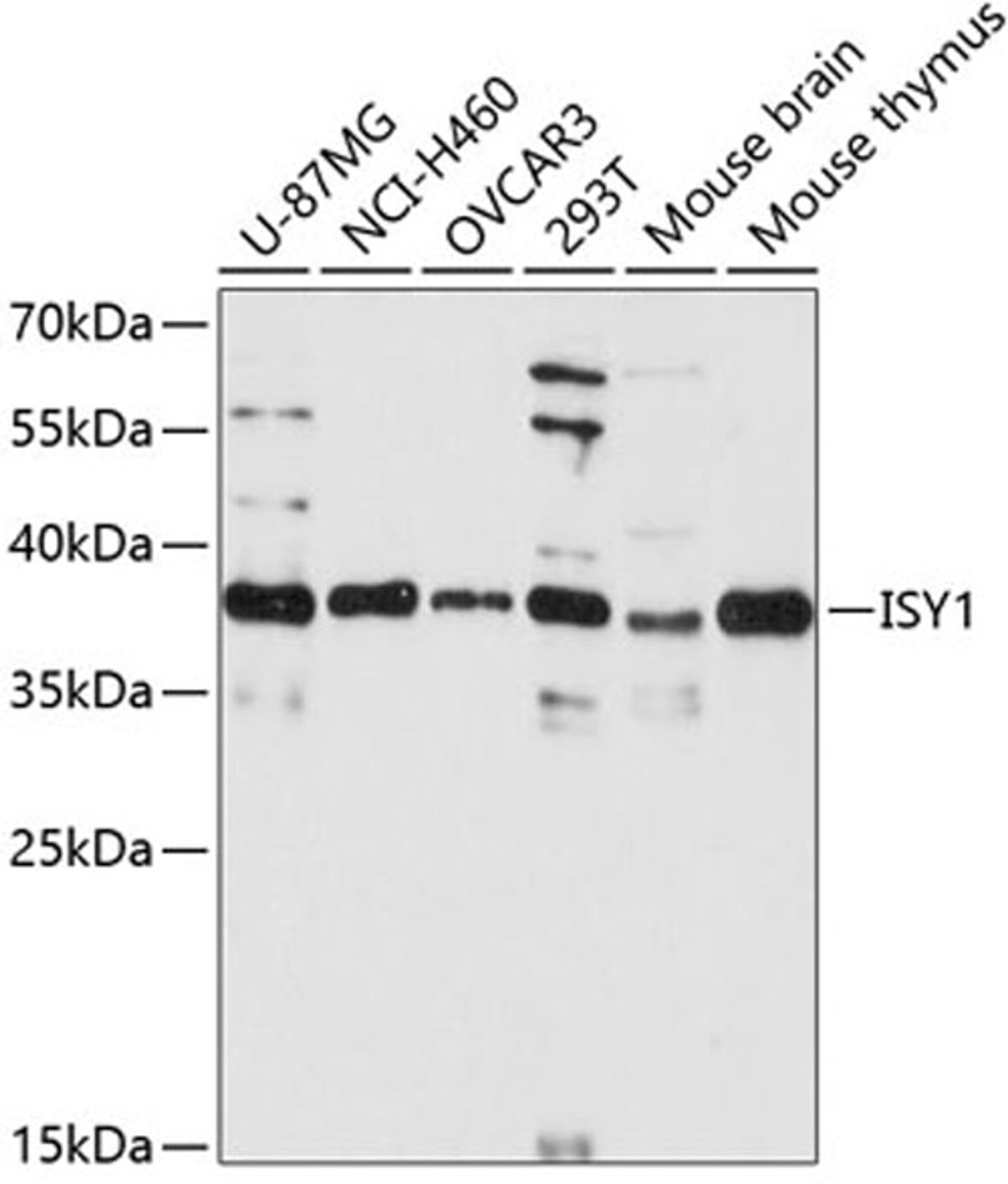 Western blot - ISY1 antibody (A13828)