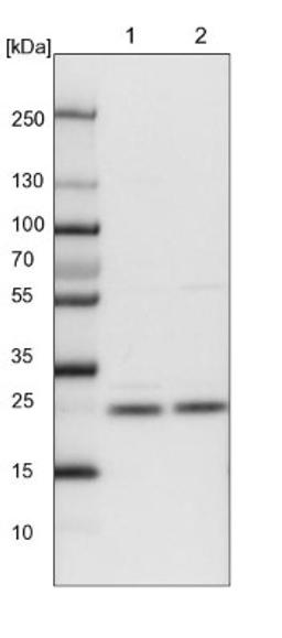 Western Blot: Zmat2 Antibody [NBP1-82026] - Lane 1: NIH-3T3 cell lysate (Mouse embryonic fibroblast cells)<br/>Lane 2: NBT-II cell lysate (Rat Wistar bladder tumour cells)