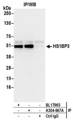 Detection of human HS1BP3 by western blot of immunoprecipitates.