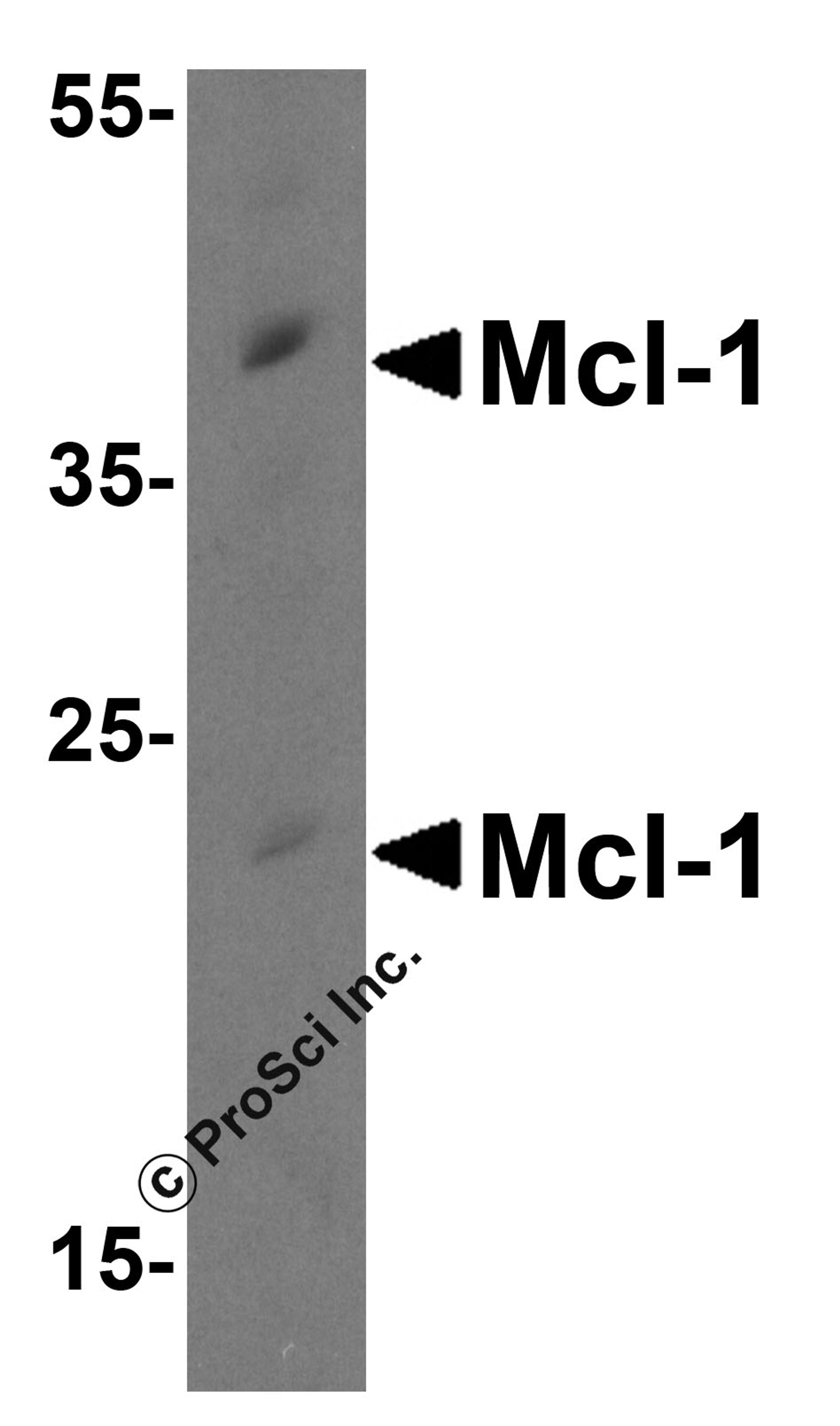 Western blot analysis of Mcl-1 in Raji cell lysate with Mcl-1 antibody at 0.5 μg/mL.