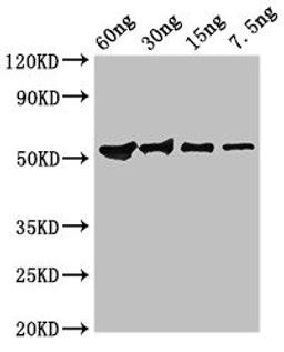 Western Blot. Positive WB detected in Recombinant protein. All lanes: Guanine antibody at 2.8ug/ml. Secondary. Goat polyclonal to rabbit IgG at 1/50000 dilution. predicted band size: 52 kDa. observed band size: 52 kDa. 