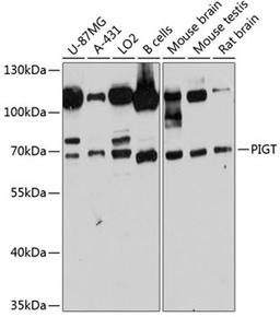 Western blot - PIGT antibody (A12119)