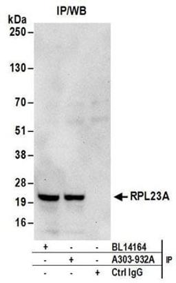 Detection of human RPL23A by western blot of immunoprecipitates.