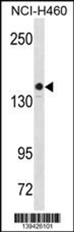 Western blot analysis in NCI-H460 cell line lysates (35ug/lane).