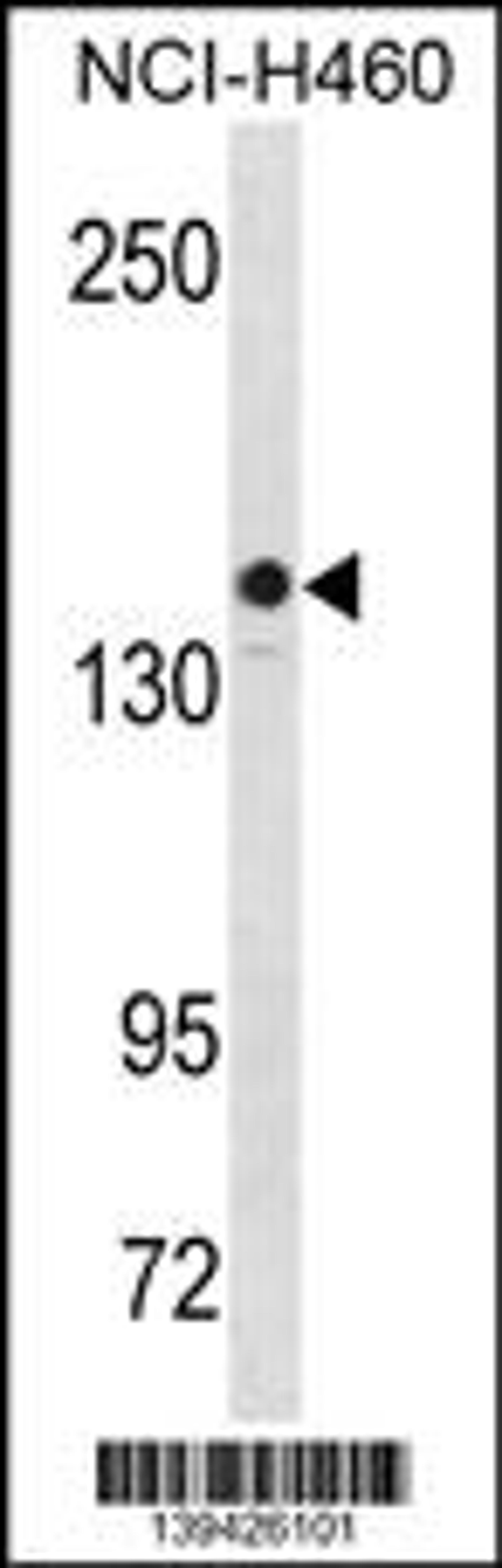 Western blot analysis in NCI-H460 cell line lysates (35ug/lane).