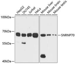 Western blot - SNRNP70 antibody (A6065)