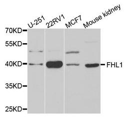 Western blot analysis of extracts of various cells using FHL1 antibody