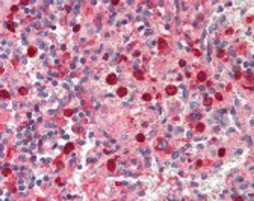 Immunohistochemistry staining of Myeloperoxidase in spleen tissue using Myeloperoxidase Antibody.