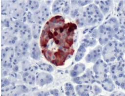 Immunohistochemistry-Paraffin: Chromogranin A Antibody [NB120-15160] - Human Pancreas.