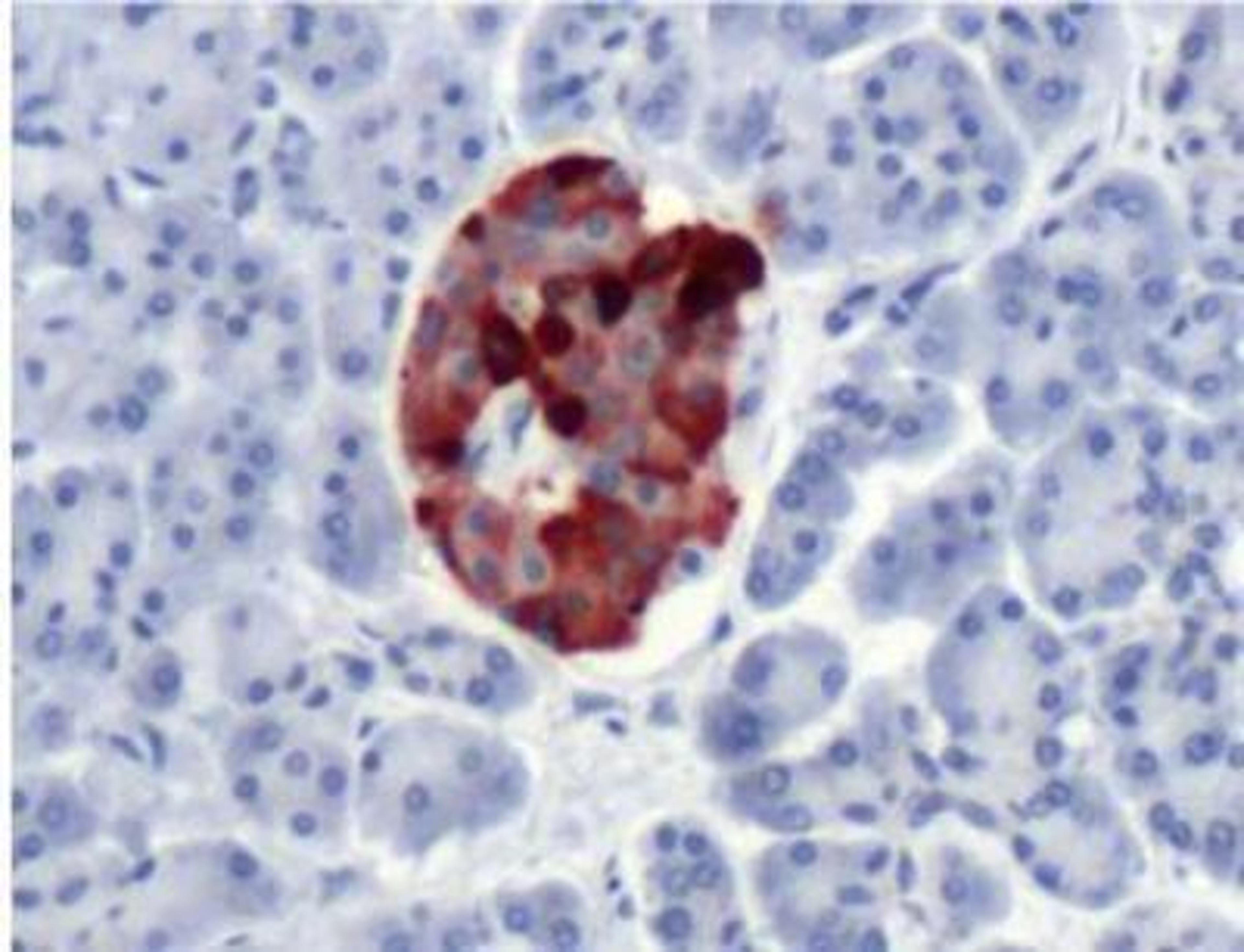 Immunohistochemistry-Paraffin: Chromogranin A Antibody [NB120-15160] - Human Pancreas.