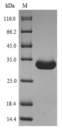 (Tris-Glycine gel) Discontinuous SDS-PAGE (reduced) with 5% enrichment gel and 15% separation gel.