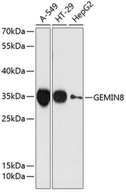 Western blot - GEMIN8 antibody (A13708)