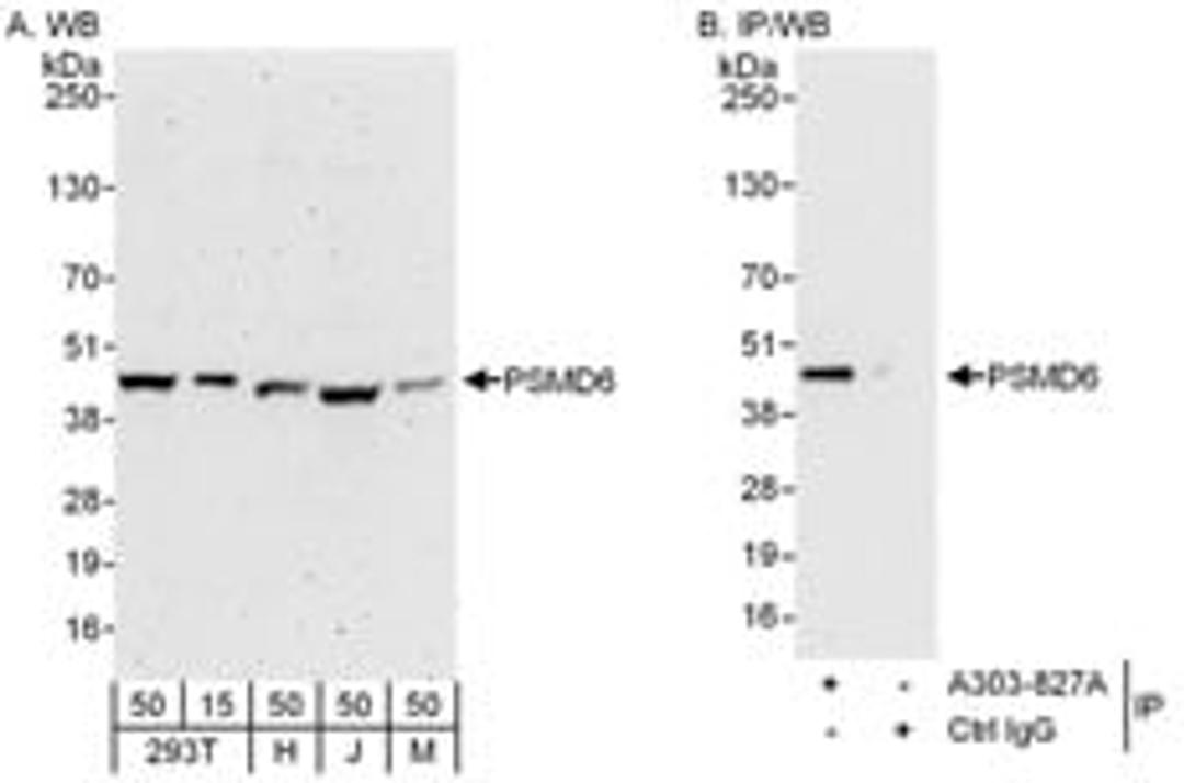 Detection of human and mouse PSMD6 by western blot (h and m) and immunoprecipitation (h).