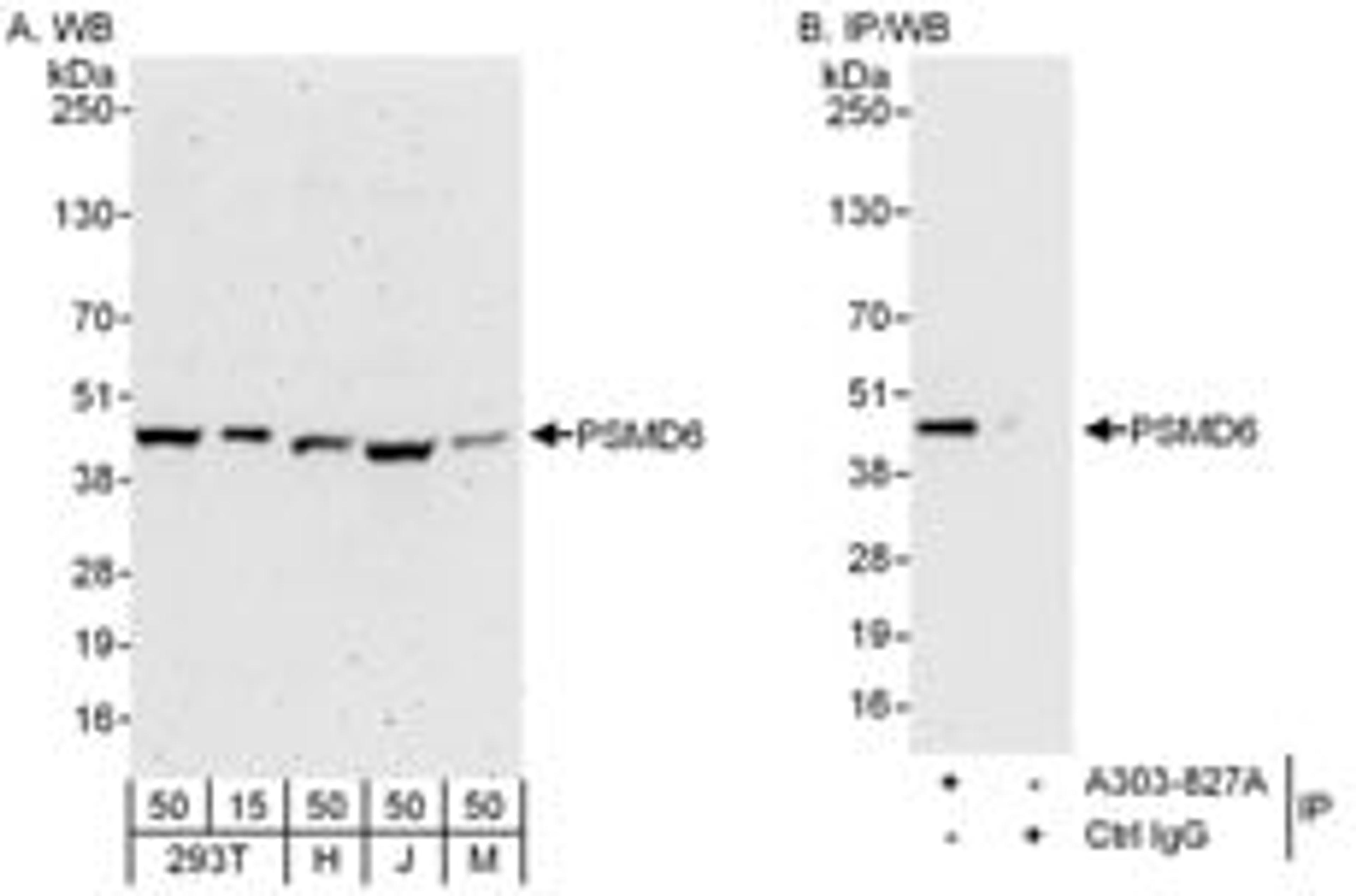 Detection of human and mouse PSMD6 by western blot (h and m) and immunoprecipitation (h).