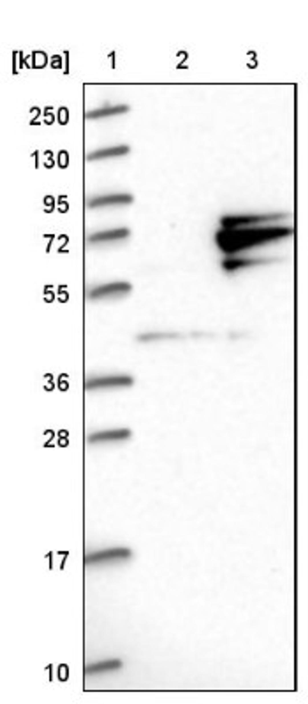 Western Blot: GTPBP4 Antibody [NBP1-85454] - Lane 1: Marker [kDa] 250, 130, 95, 72, 55, 36, 28, 17, 10<br/>Lane 2: Negative control (vector only transfected HEK293T lysate)<br/>Lane 3: Over-expression lysate (Co-expressed with a C-terminal myc-DDK tag (~3.1 kDa) in mammalian HEK293T cells, LY415798)