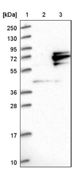 Western Blot: GTPBP4 Antibody [NBP1-85454] - Lane 1: Marker [kDa] 250, 130, 95, 72, 55, 36, 28, 17, 10<br/>Lane 2: Negative control (vector only transfected HEK293T lysate)<br/>Lane 3: Over-expression lysate (Co-expressed with a C-terminal myc-DDK tag (~3.1 kDa) in mammalian HEK293T cells, LY415798)