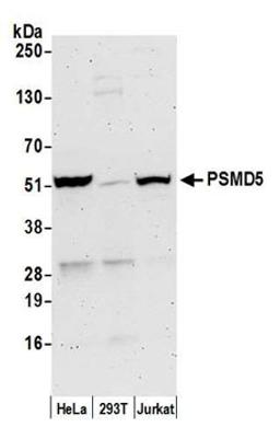 Detection of human PSMD5 by western blot.