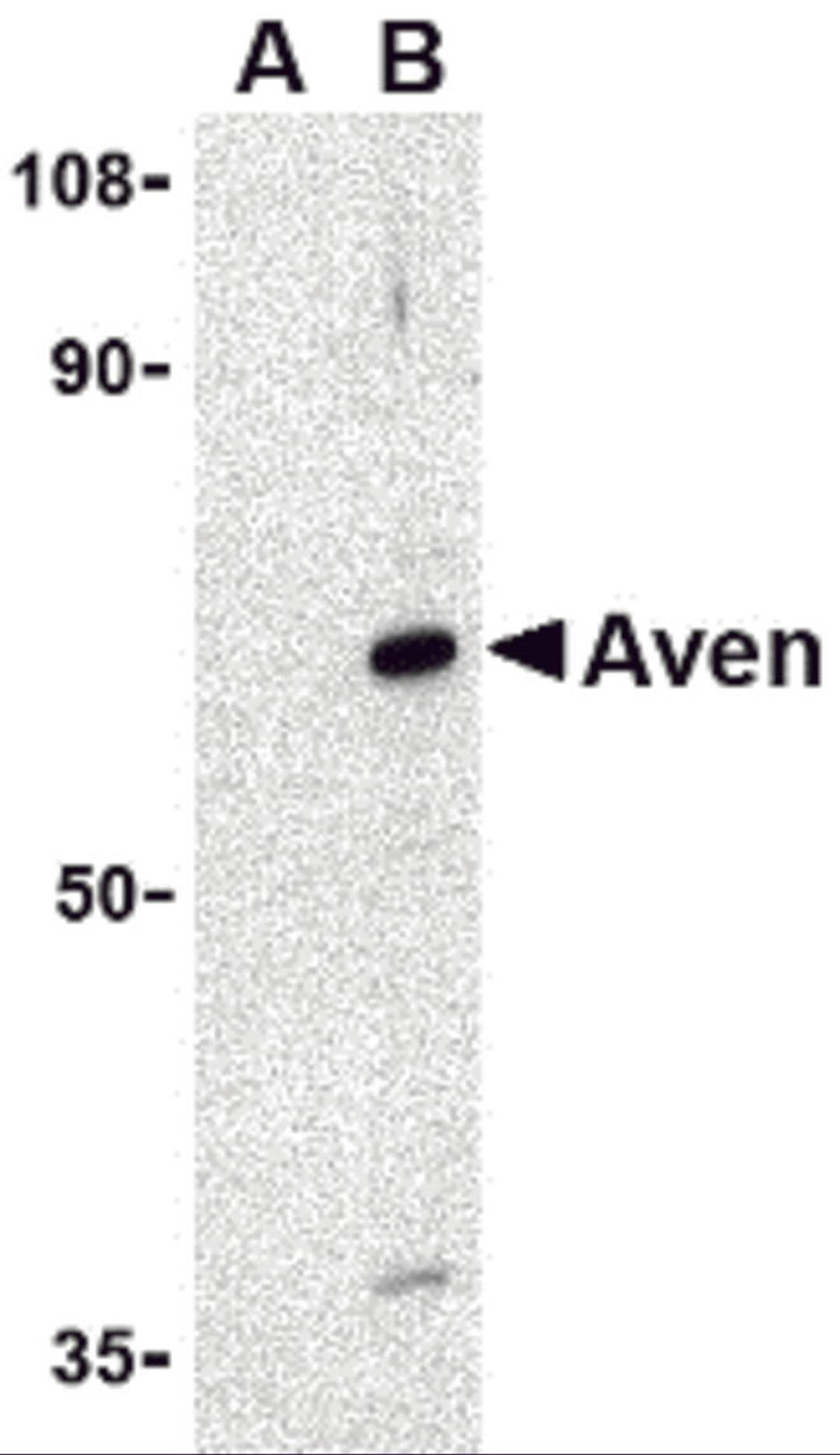 Western blot analysis of Aven in Raji cell lysate with Aven antibody at 1 μg/mL in (A) the presence and (B) the absence of blocking peptide.