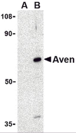 Western blot analysis of Aven in Raji cell lysate with Aven antibody at 1 μg/mL in (A) the presence and (B) the absence of blocking peptide.