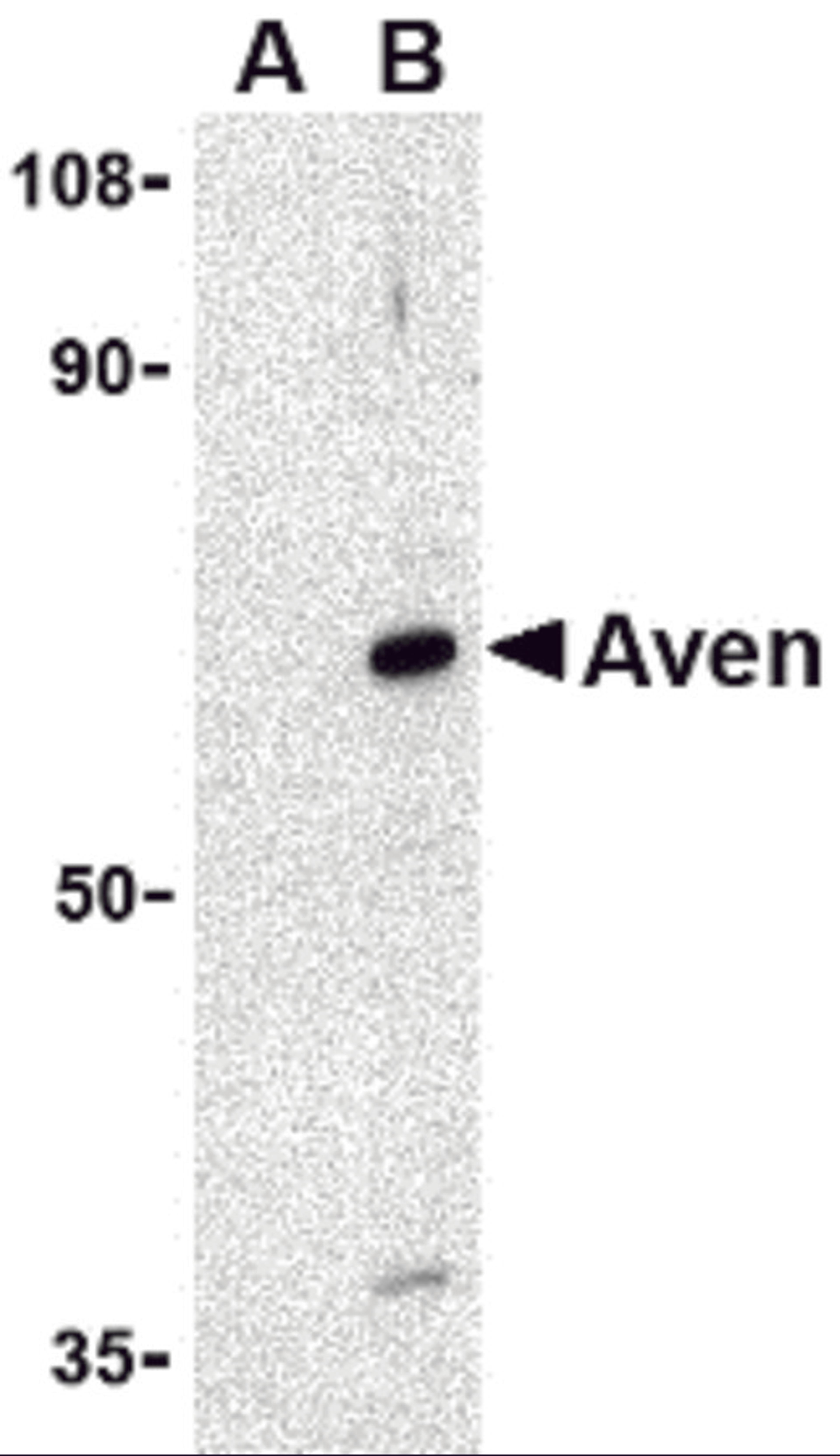 Western blot analysis of Aven in Raji cell lysate with Aven antibody at 1 μg/mL in (A) the presence and (B) the absence of blocking peptide.