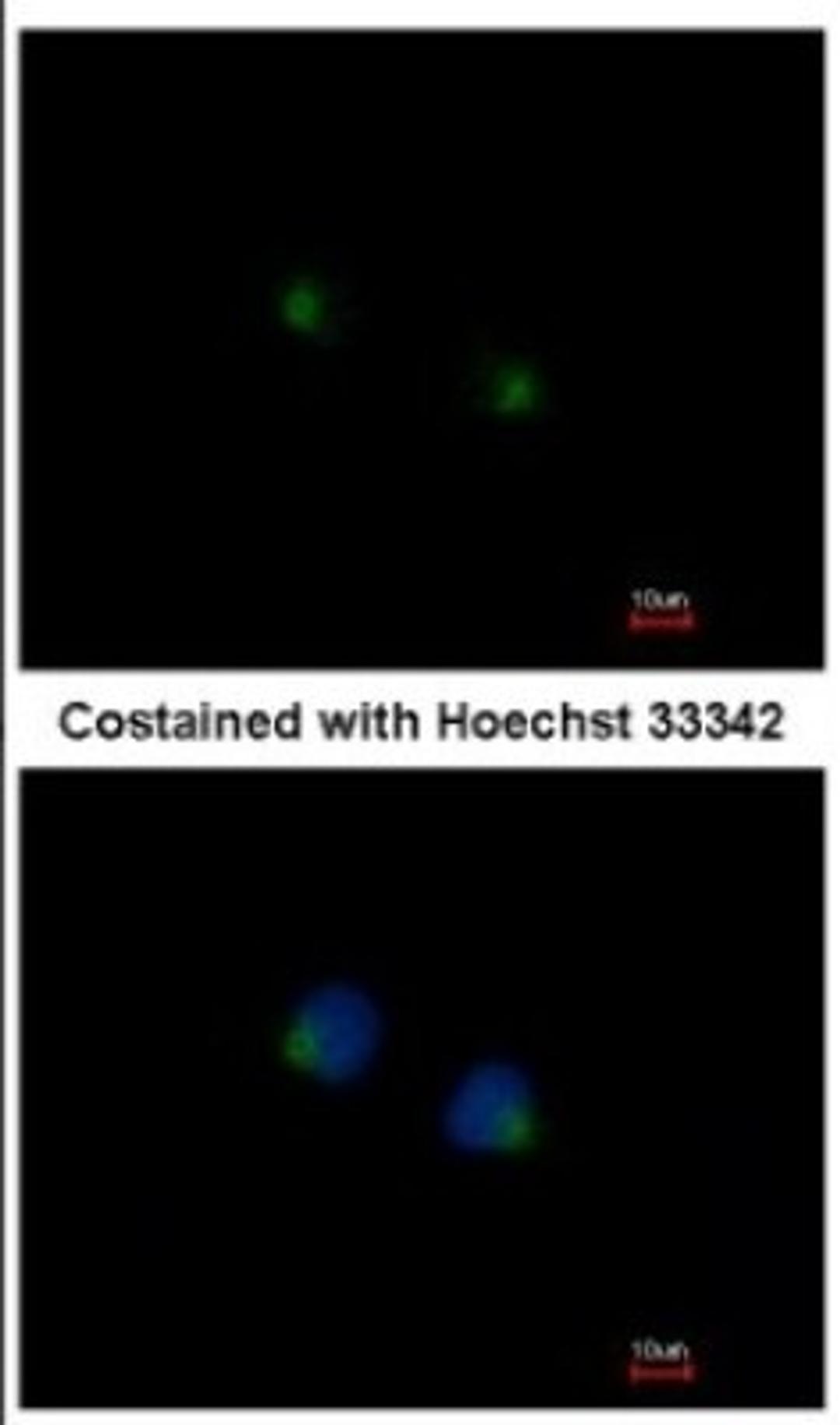 Immunocytochemistry/Immunofluorescence: MGAT4A Antibody [NBP2-17285] - Immunofluorescence analysis of methanol-fixed HeLa, using antibody at 1:200 dilution.