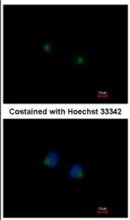 Immunocytochemistry/Immunofluorescence: MGAT4A Antibody [NBP2-17285] - Immunofluorescence analysis of methanol-fixed HeLa, using antibody at 1:200 dilution.