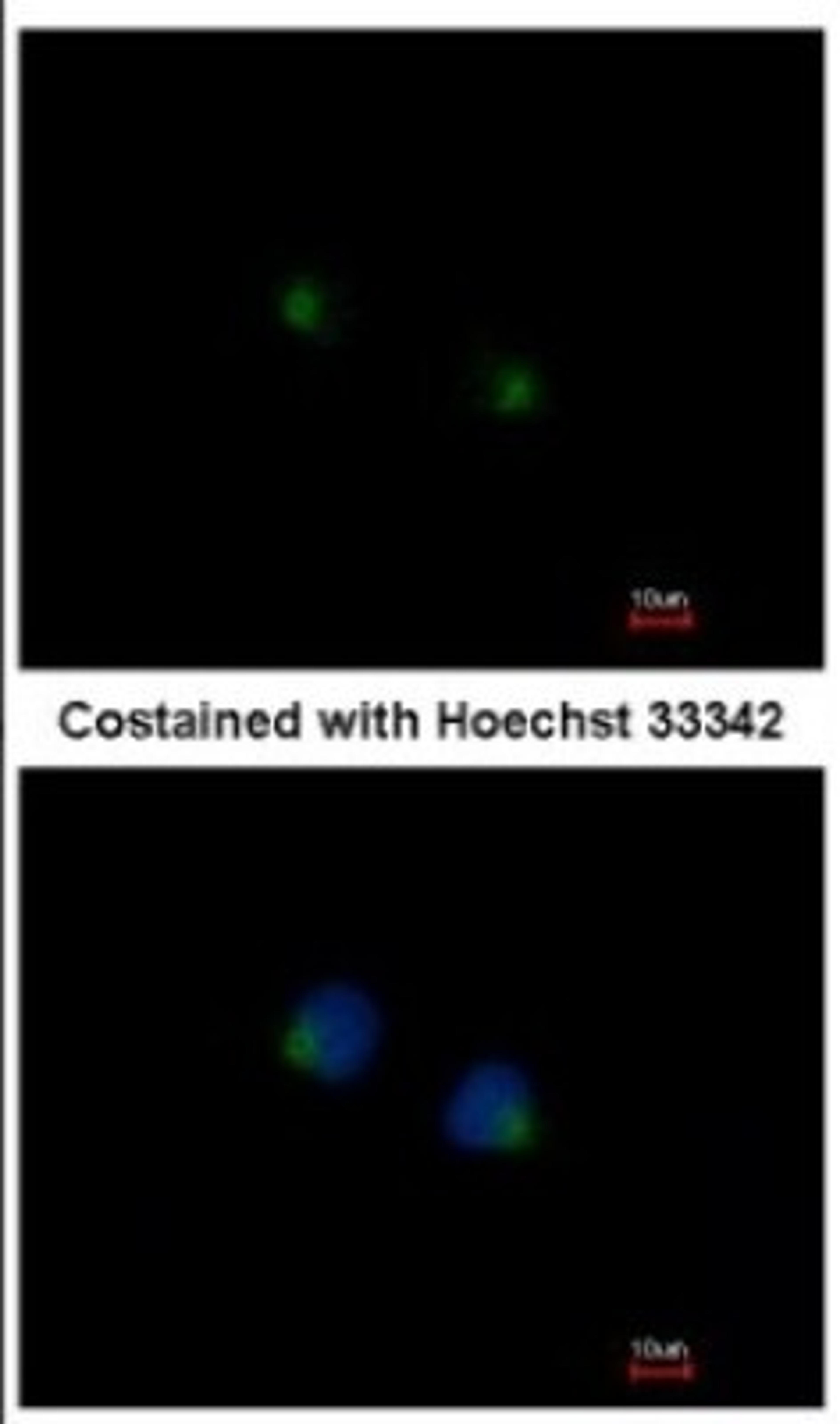 Immunocytochemistry/Immunofluorescence: MGAT4A Antibody [NBP2-17285] - Immunofluorescence analysis of methanol-fixed HeLa, using antibody at 1:200 dilution.