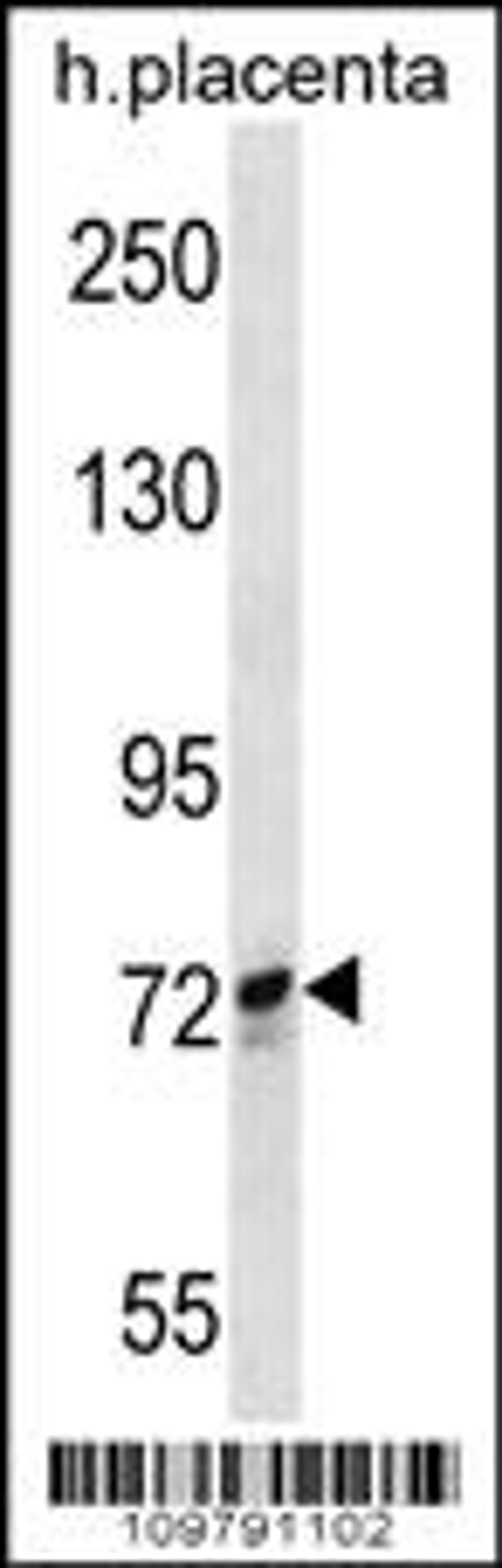 Western blot analysis in human placenta tissue lysates (35ug/lane).