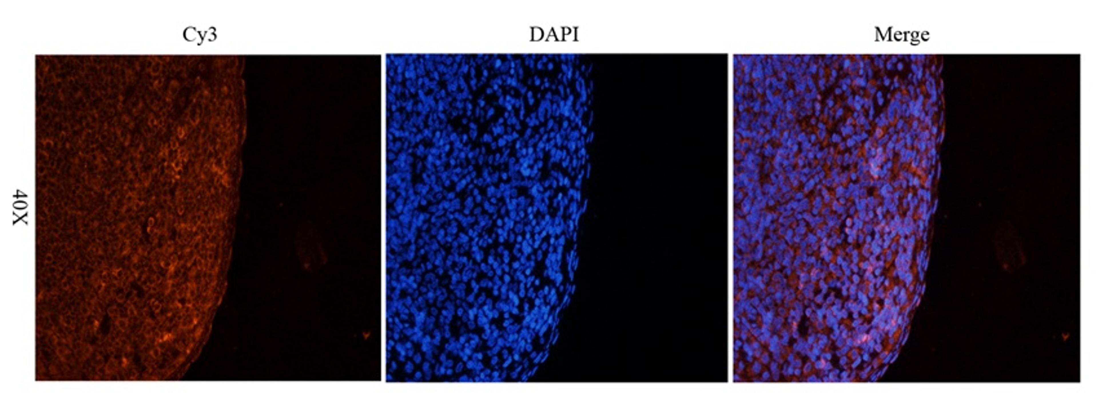 Immunofluorescence analysis of rat spleen tissue using LAG3  antibody (2.5 ug/ml)