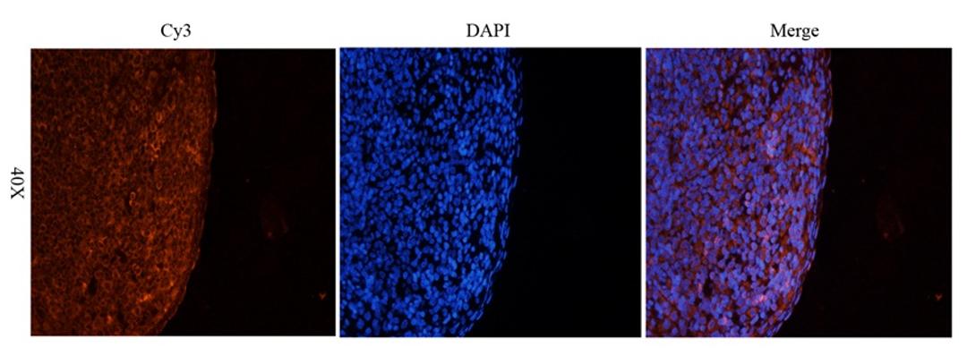 Immunofluorescence analysis of rat spleen tissue using LAG3 antibody (2.5 ug/ml)