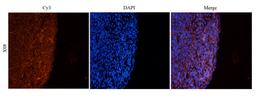 Immunofluorescence analysis of rat spleen tissue using LAG3 antibody (2.5 ug/ml)