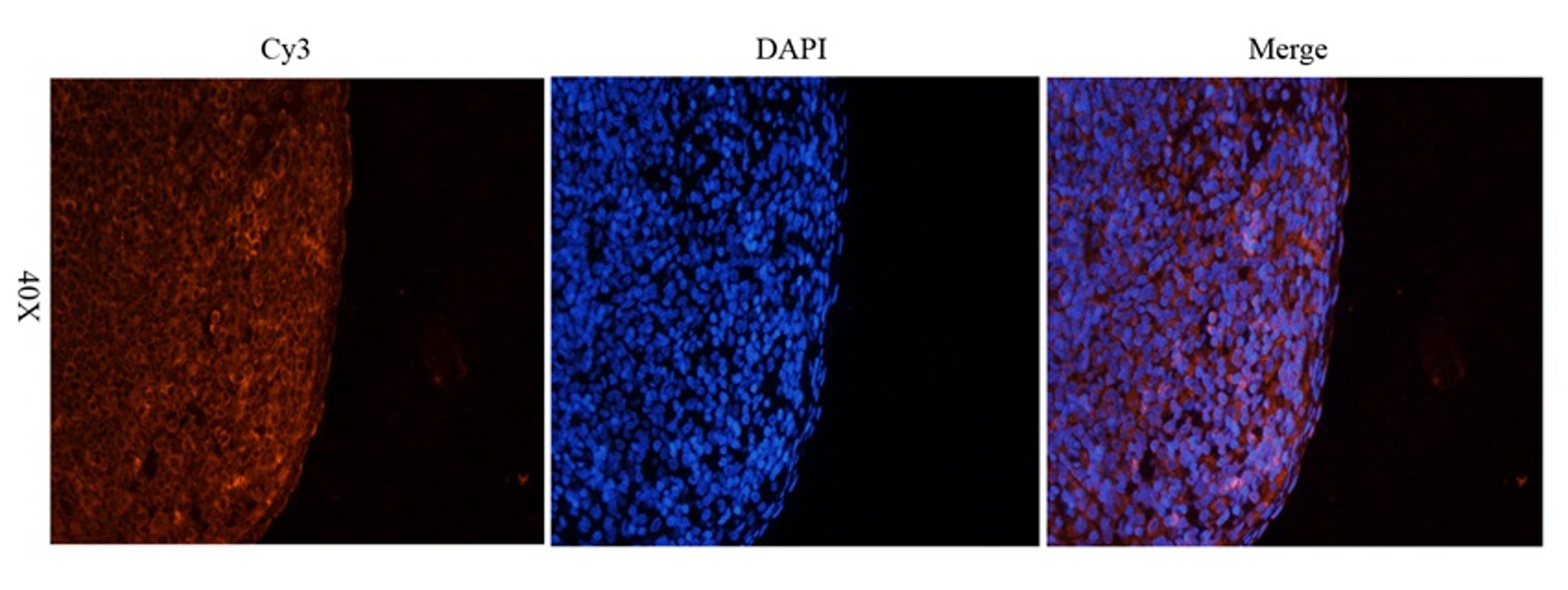 Immunofluorescence analysis of rat spleen tissue using LAG3 antibody (2.5 ug/ml)