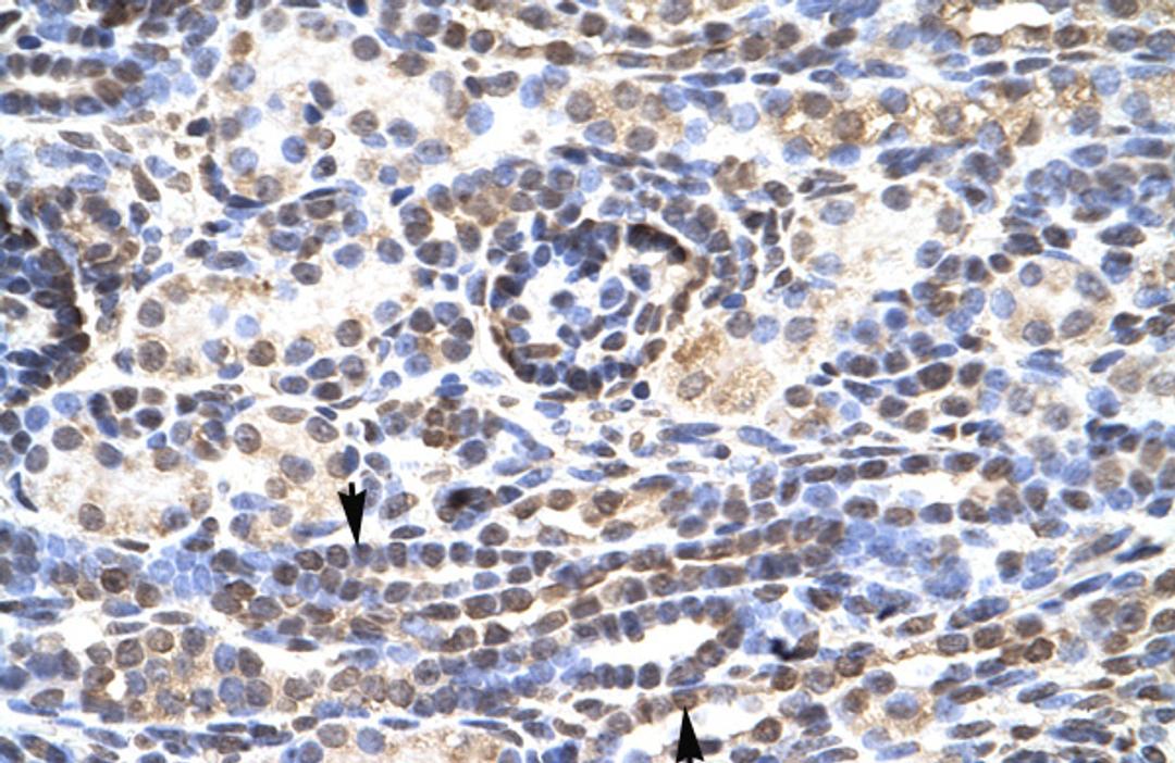 Antibody used in IHC on Human kidney at 4.0-8.0 ug/ml.