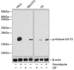 Western blot - Phospho-Histone H3-T3 pAb (AP0846)