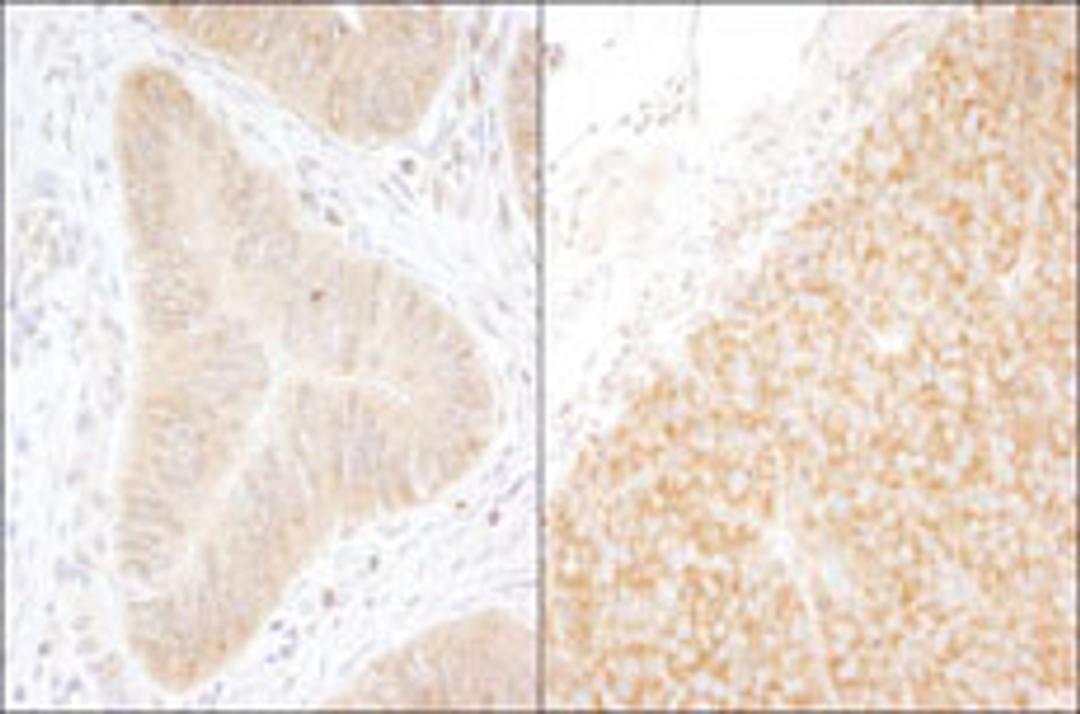 Detection of human and mouse DDX6 by immunohistochemistry.