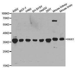 Western blot analysis of extracts of various cell lines using HAX1 antibody