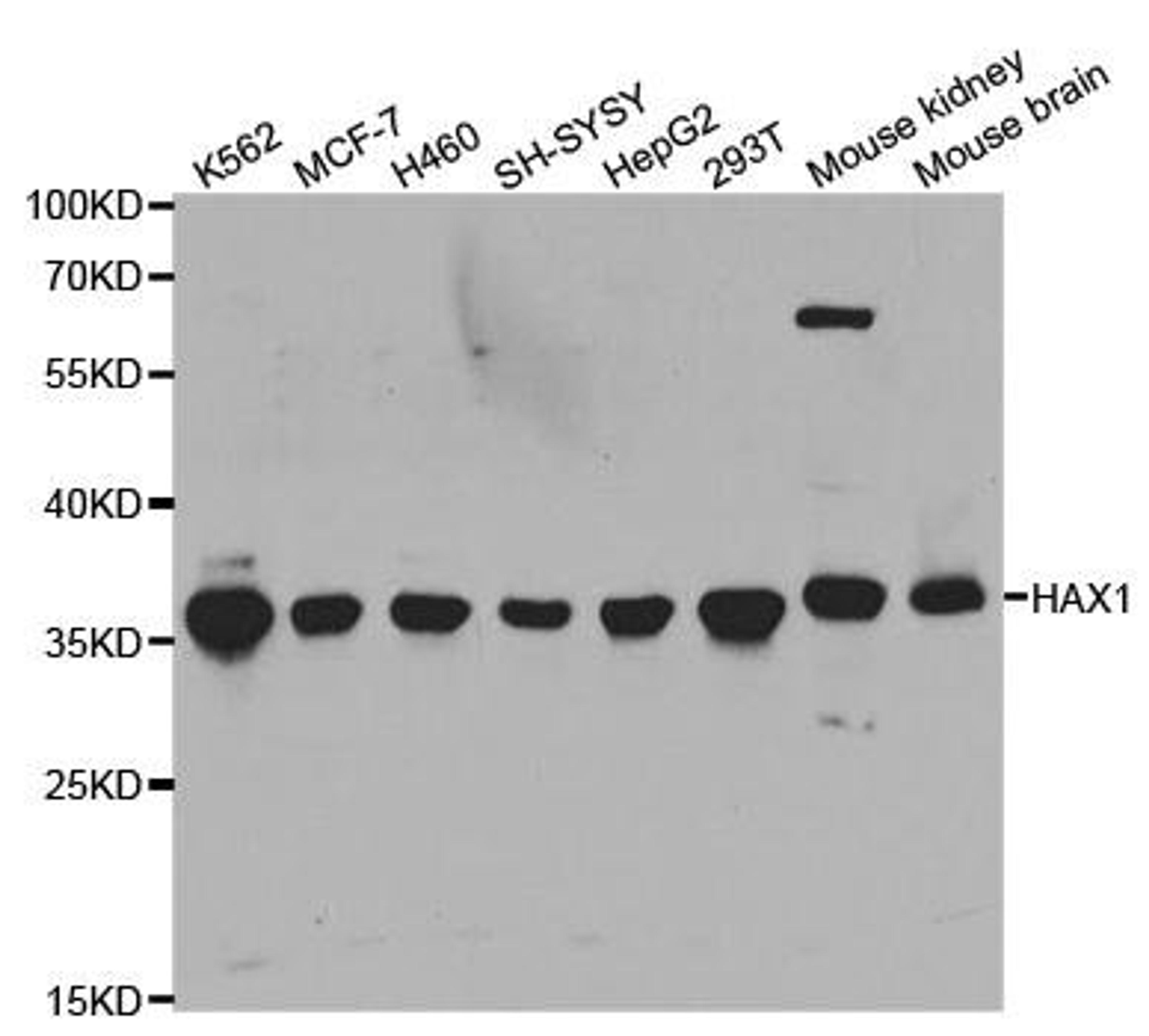 Western blot analysis of extracts of various cell lines using HAX1 antibody