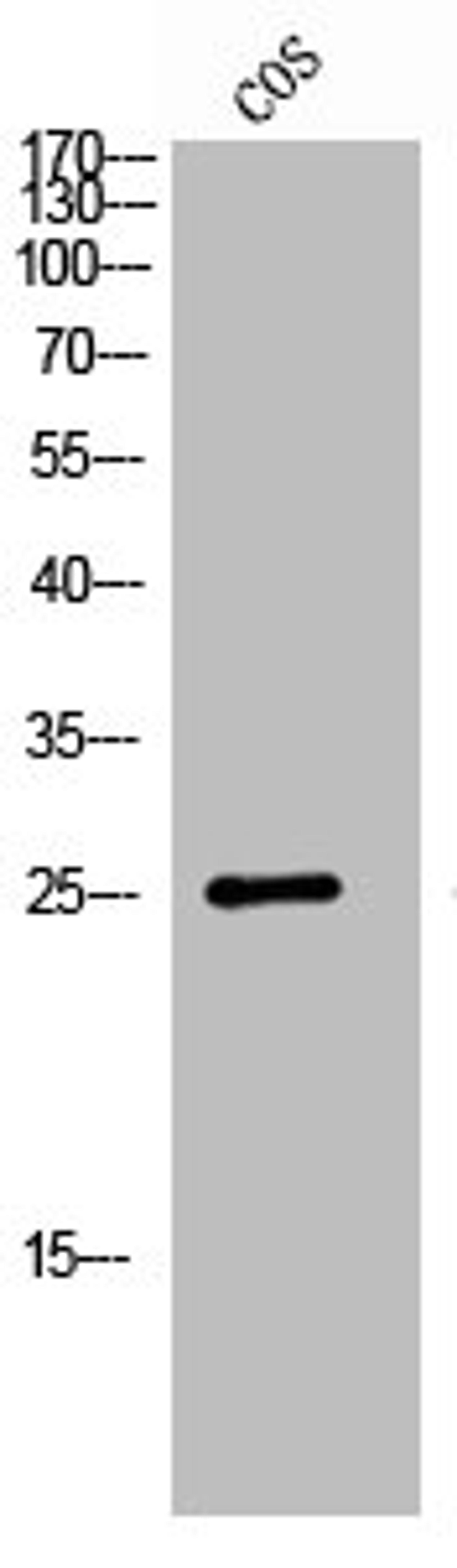 Western Blot analysis of COS7 cells using GPR40 Polyclonal Antibody