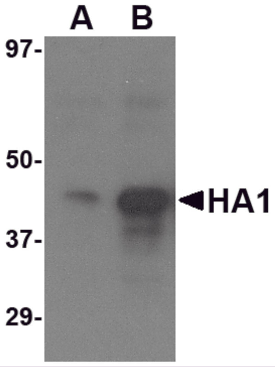 Western blot analysis of (A) 1 ng and (B) 5 ng of recombinant HA1 with Avian Influenza Hemagglutinin 3 antibody at 1 &#956;g/mL.