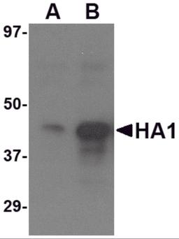 Western blot analysis of (A) 1 ng and (B) 5 ng of recombinant HA1 with Avian Influenza Hemagglutinin 3 antibody at 1 μg/mL.