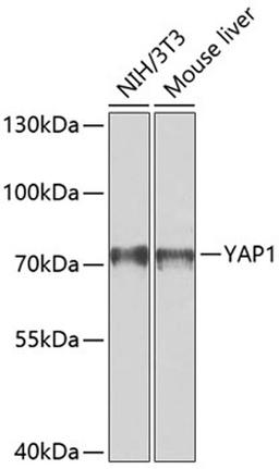 Western blot - YAP1 antibody (A11430)