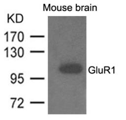 Western blot analysis of lysed extracts from mouse brain and using GluR1 Antibody.