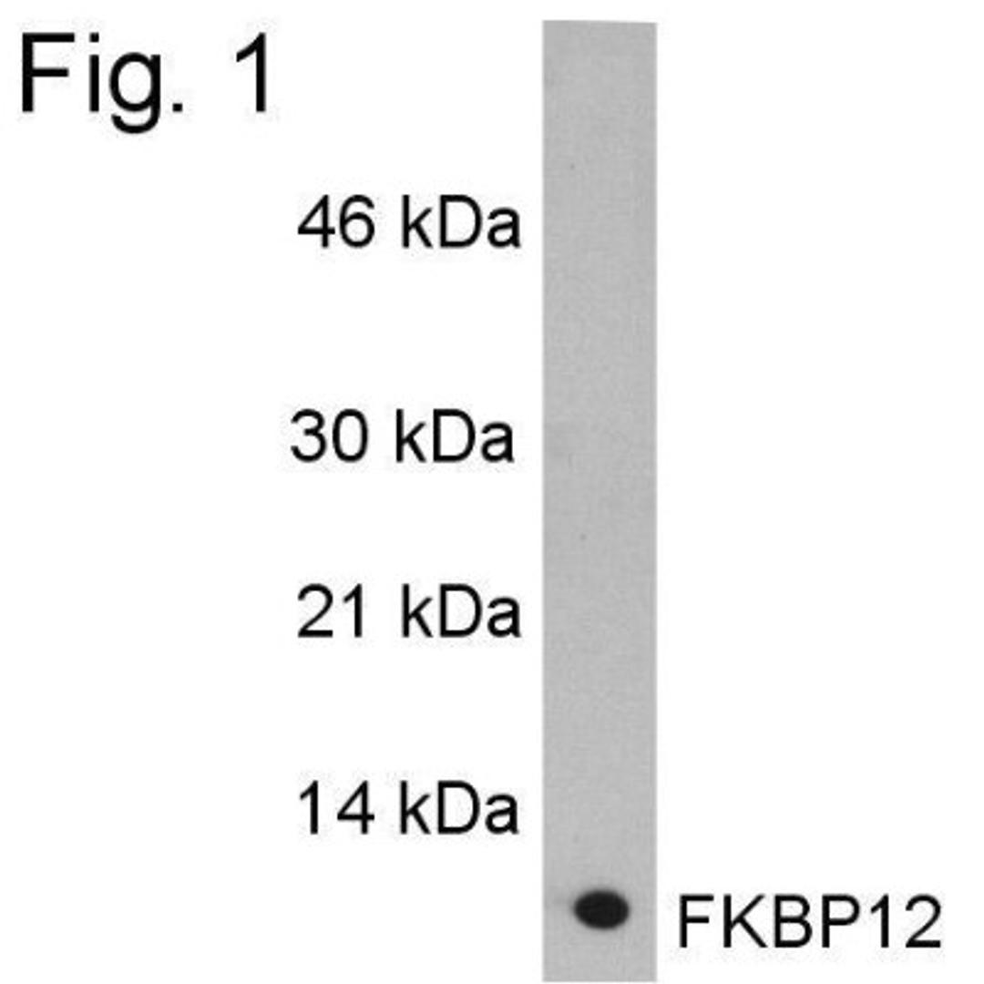 Western Blot: FKBP12 Antibody [NB300-508] - Analysis of purified FKBP12 after immunoprecipatation on a 15% gel.