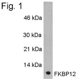 Western Blot: FKBP12 Antibody [NB300-508] - Analysis of purified FKBP12 after immunoprecipatation on a 15% gel.