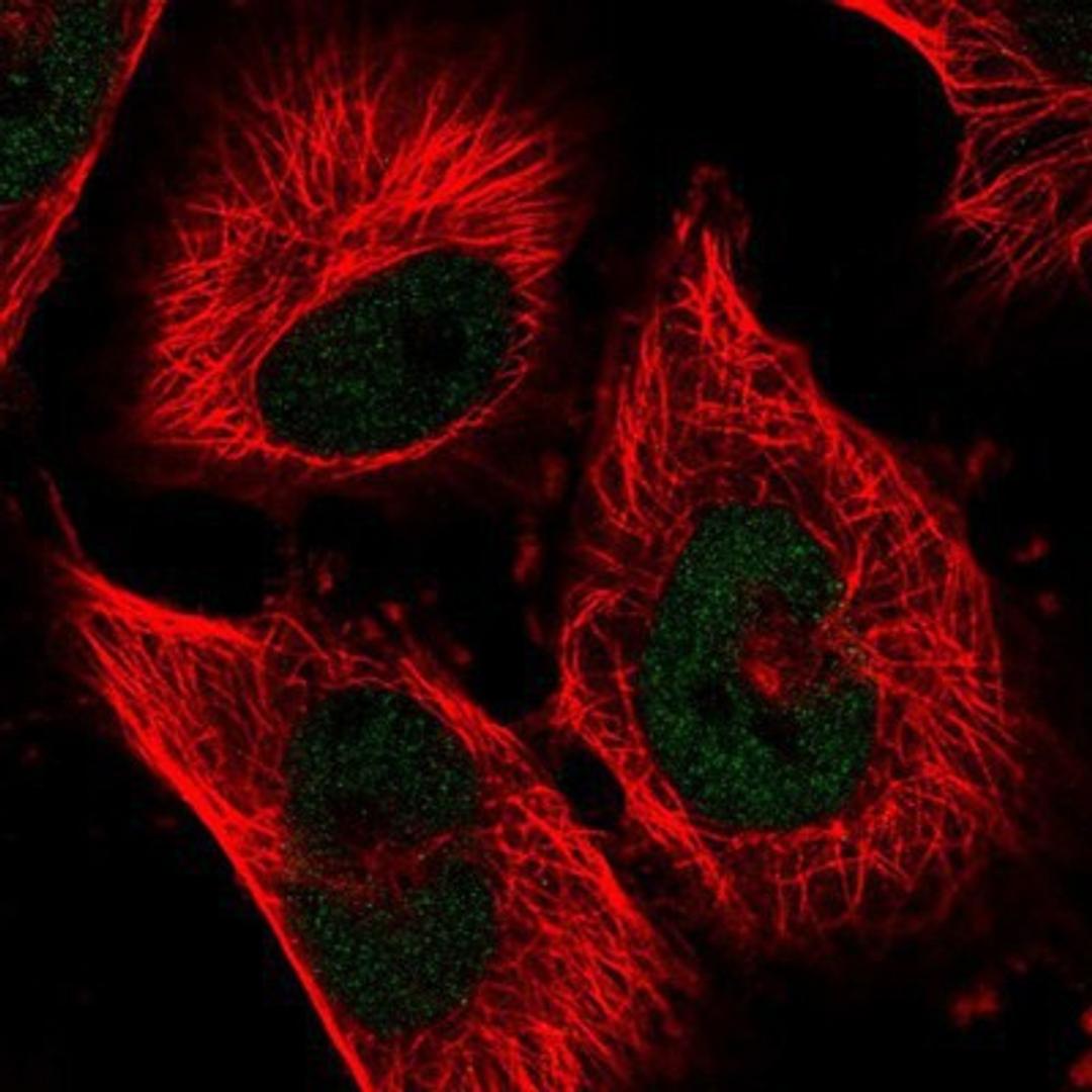 Immunocytochemistry/Immunofluorescence: NFKBIL2 Antibody [NBP1-87764] Staining of human cell line U-251 MG shows positivity in nucleus but not nucleoli.