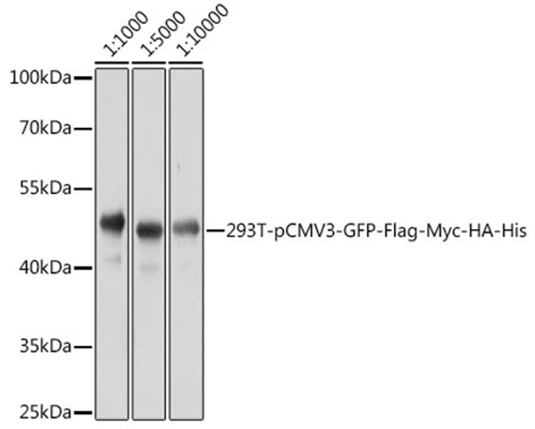 Western blot - Rabbit anti DDDDK-Tag pAb (AE004)