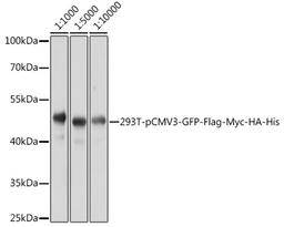 Western blot - Rabbit anti DDDDK-Tag pAb (AE004)