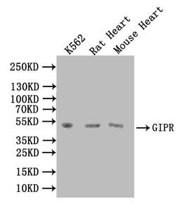 Western BlotPositive WB detected in: K562 whole cell lysate, Rat Heart tissue lysate, Mouse Heart tissue lysateAll lanes: GIPR antibody at 1:1000SecondaryGoat polyclonal to rabbit IgG at 1/50000 dilutionPredicted band size: 54 kDaObserved band size: 54 kDa