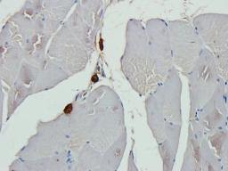 IHC-P staining of rat skin muscle tissue using eNos antibody (2.5 ug/ml)