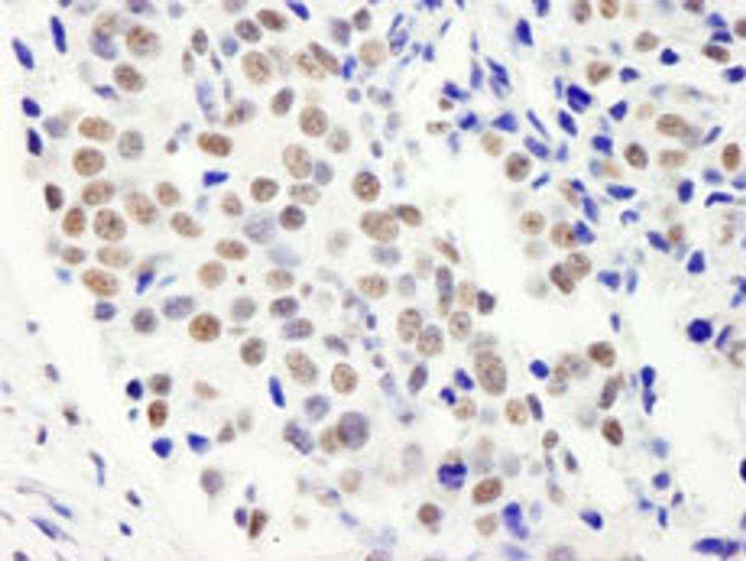 Detection of human FIP1 by immunohistochemistry.